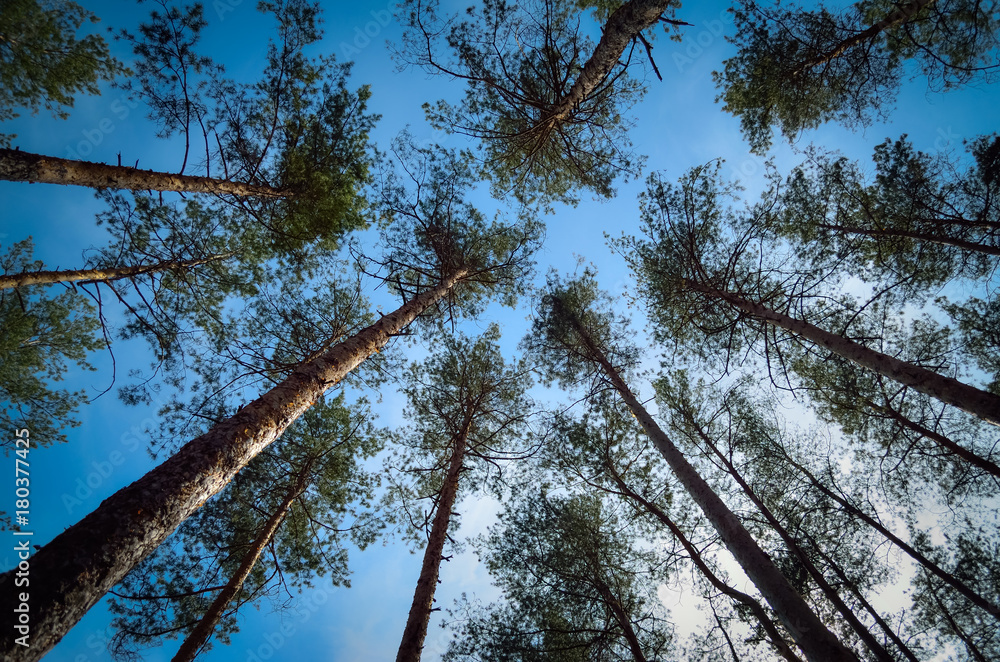 Fototapeta premium forest