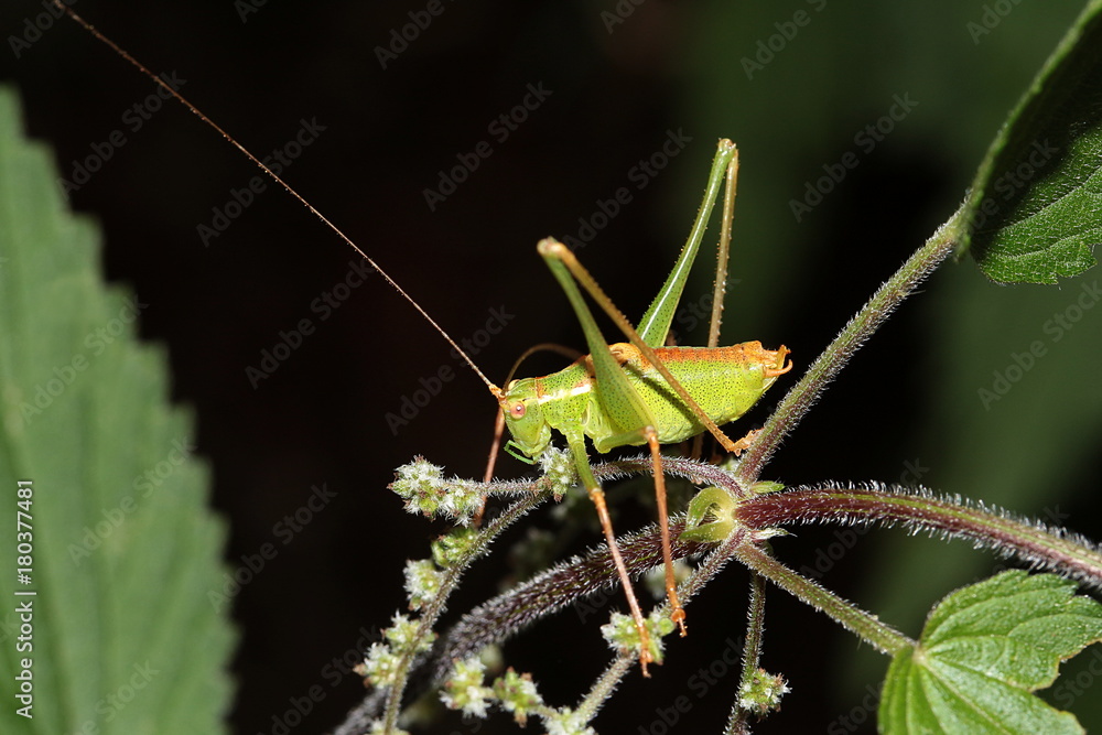 Fototapeta premium Larve einer Laubheuschrecke, Großes Heupferd, Tettigonia viridissima