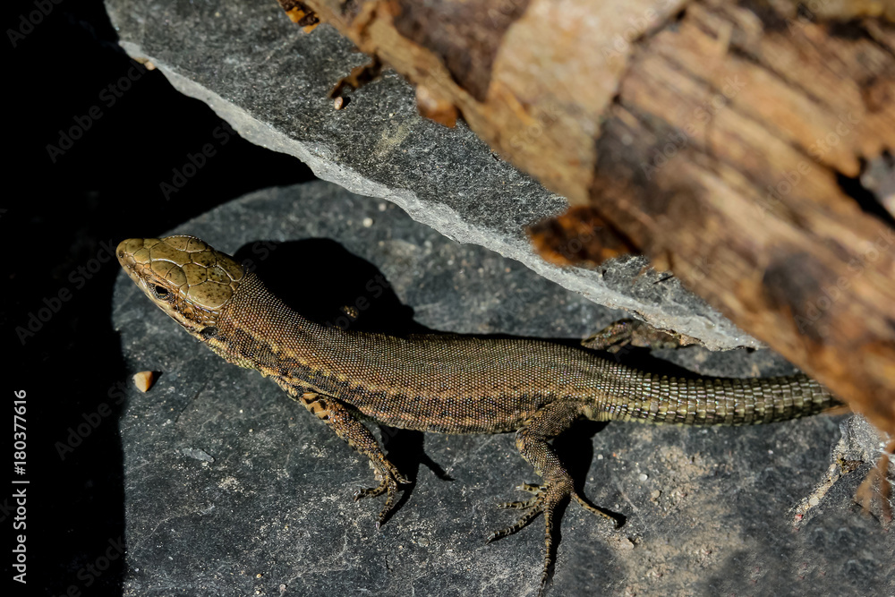 Kleine Mauereidechse, Podarcis muralis Kleine Mauereidechse, Podarcis muralis