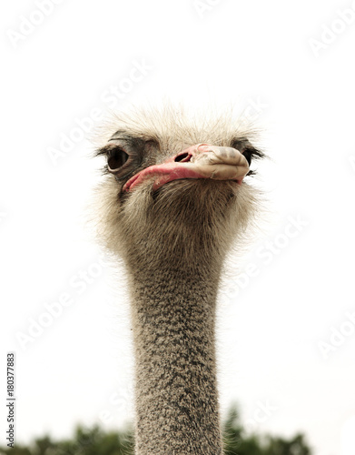 ostrich isolated on white