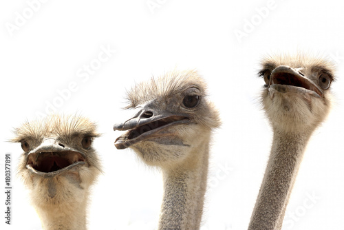 ostriches isolated on white
