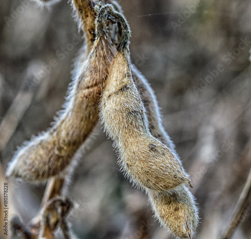 Dried ripe soy bean pods ready to harvest in a family farmers field photo