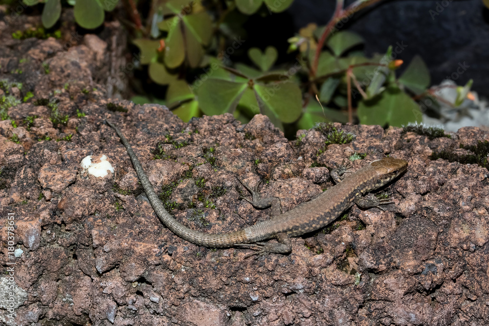 Kleine Mauereidechse, Podarcis muralis Kleine Mauereidechse, Podarcis muralis