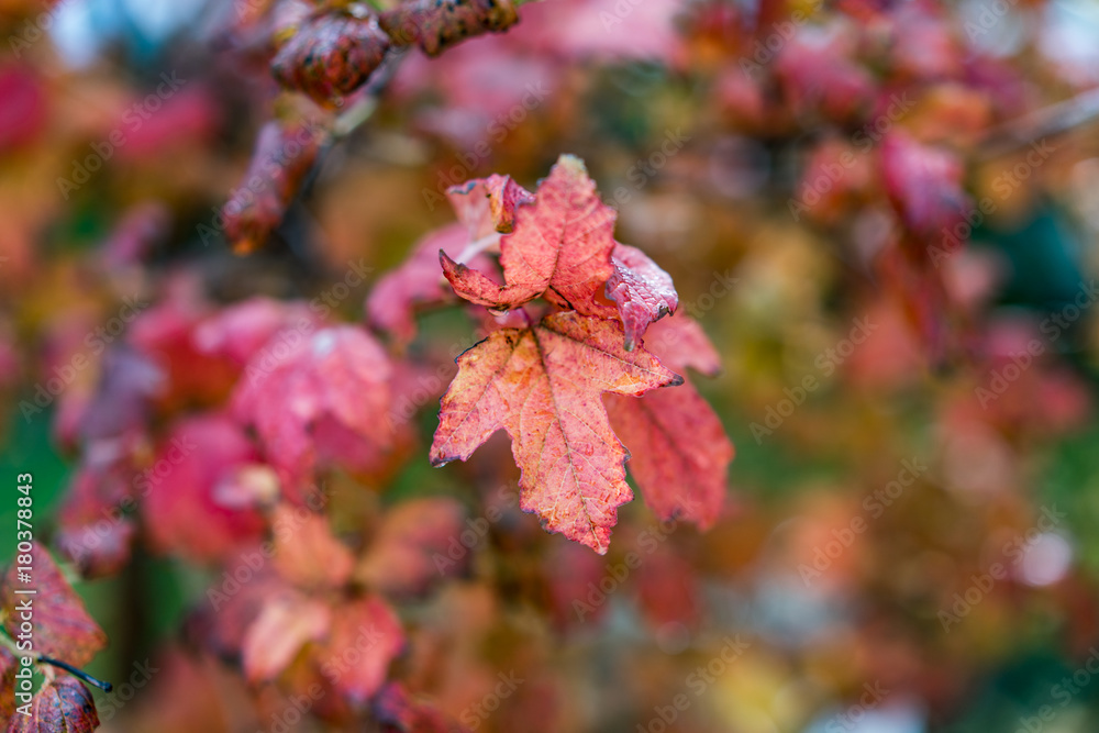 Fototapeta premium Red Brown Vivid Color Autumn Leafs, right after the rain