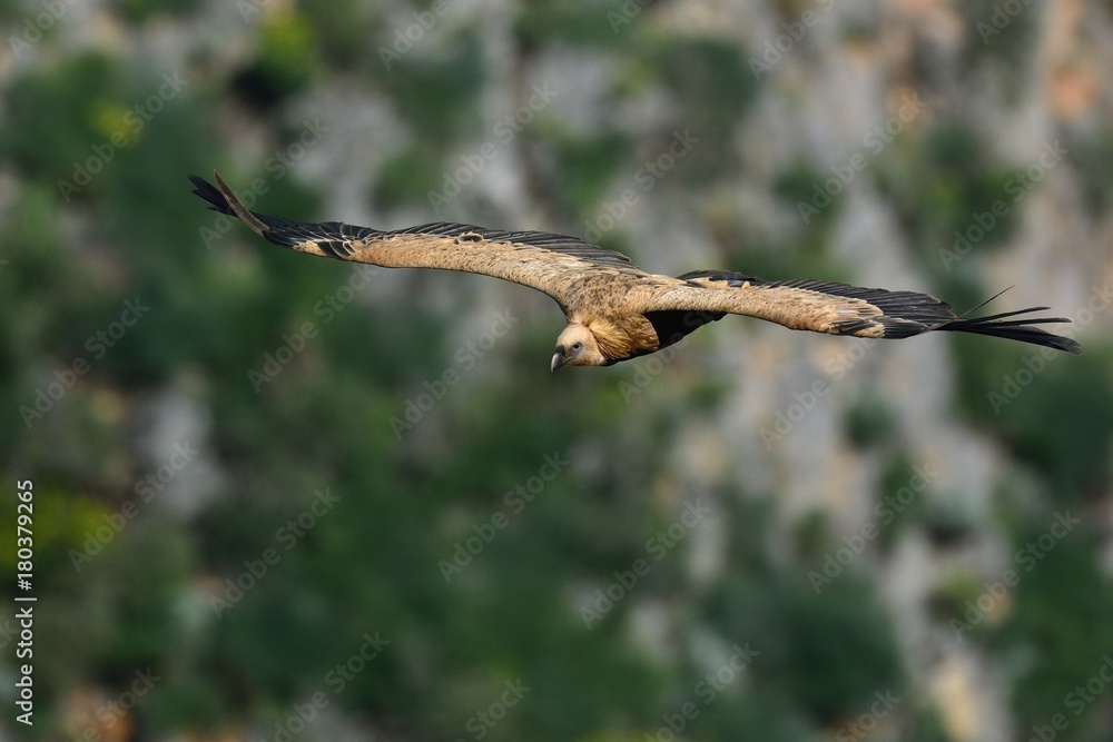 Fototapeta premium Griffon Vulture (Gyps fulvus), Crete, Greece