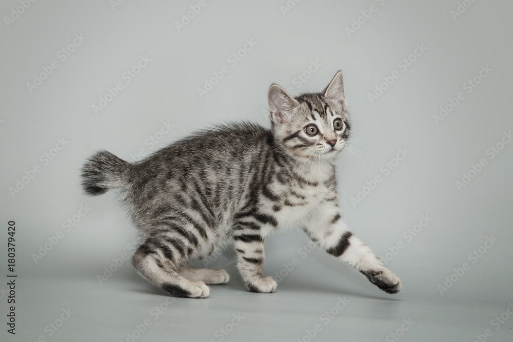 Gray little striped kitten on a studio background. Gray little striped kitten on a studio background.