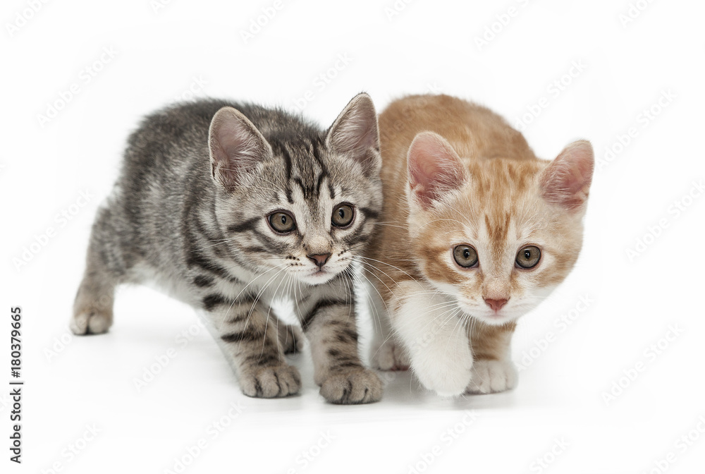 Gray and red small kittens isolated on white background.