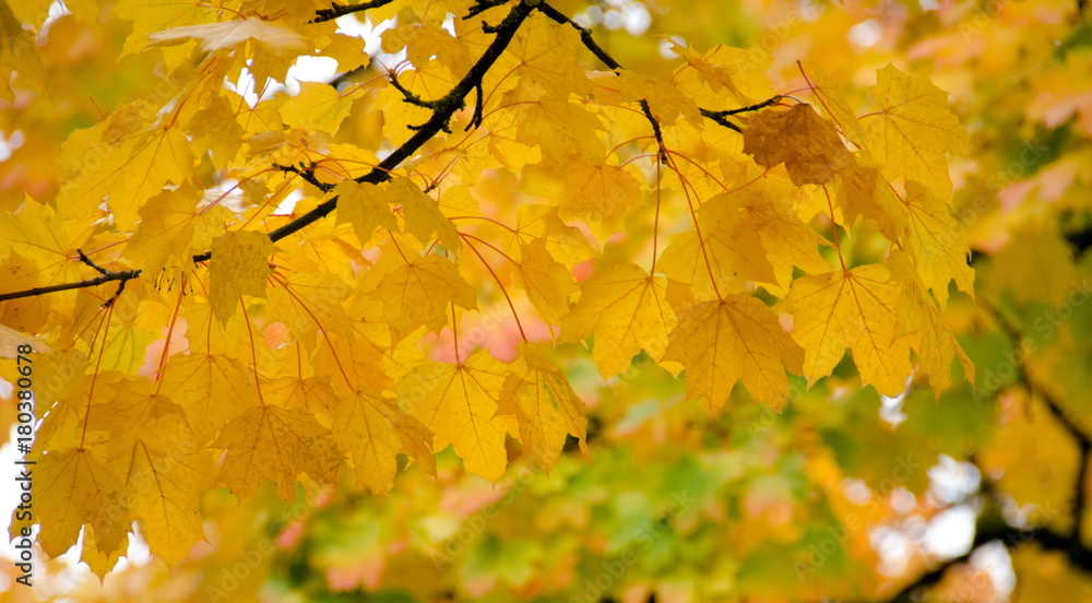 Fototapeta premium Texture of large yellow maple leaves - 1