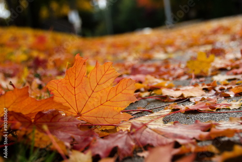 Maple leaves on a street surface during leaf fall - 1