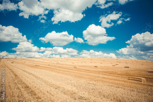 A newly harvested field with straw bales on the background of a blue cloudy sky