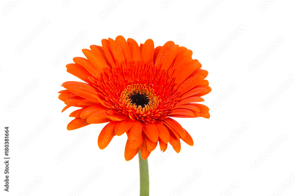 Red  orange gerbera flower