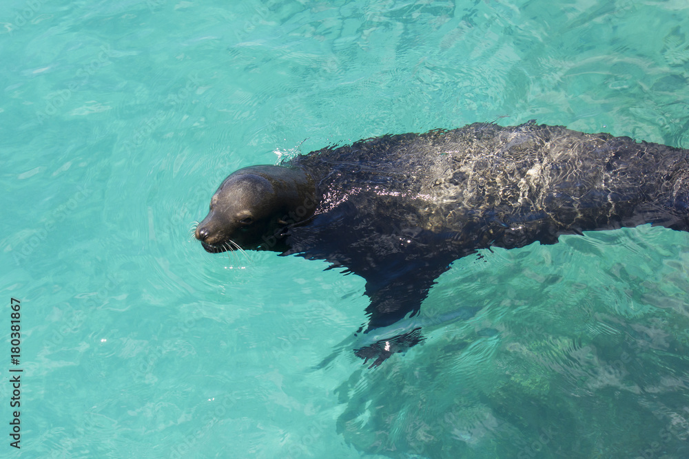 Fototapeta premium Lobos marinos