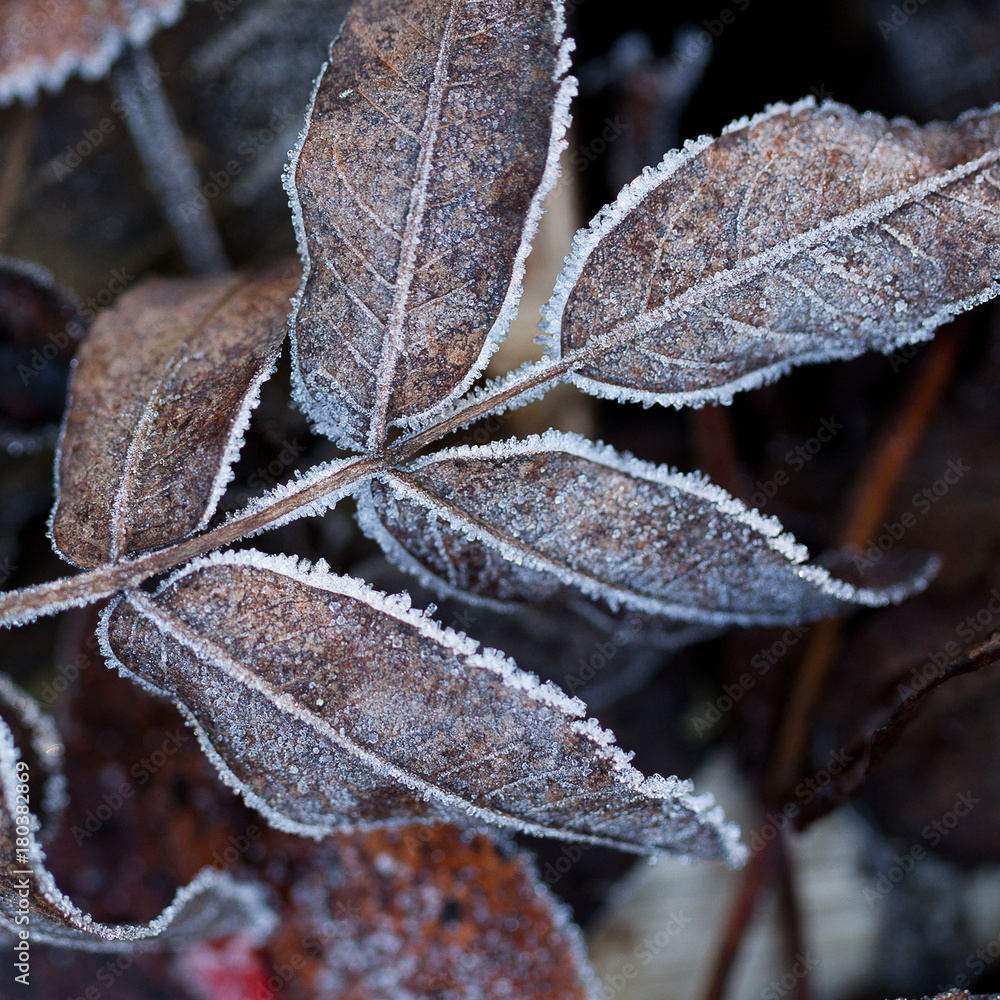 dry autumn fallen brown leaf of mountain ash covered with ice and frost dry autumn fallen brown leaf of mountain ash covered with ice and frost