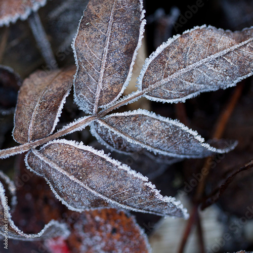 dry autumn fallen brown leaf of mountain ash covered with ice and frost © guppys