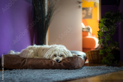 Hund auf seinem Platz