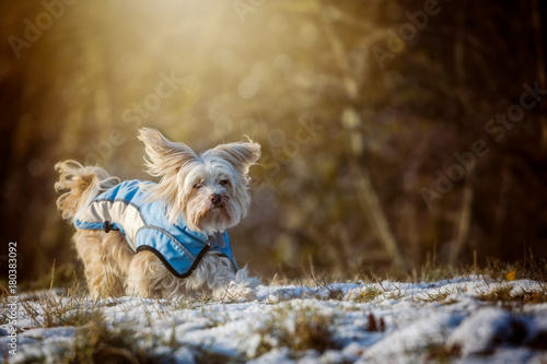 Konstfotografi Hunde mit Jacke