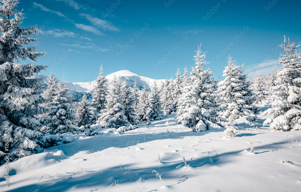 Majestic white spruces glowing by sunlight. Majestic white spruces glowing by sunlight.