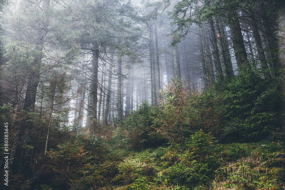 Fototapeta premium Fantastic forest glowing by sunlight. Location: Carpathian, Ukraine, Europe.