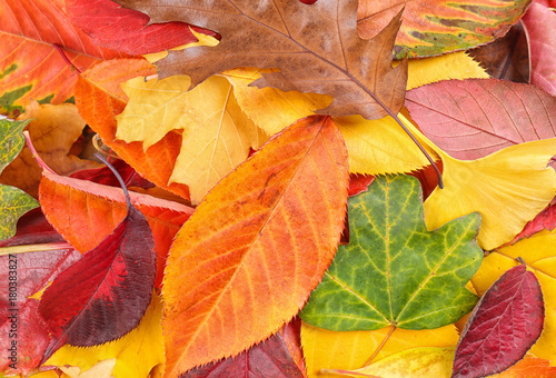 Colorful autumn leaves as background