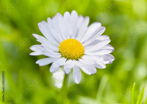 Fototapeta Naklejka Na Ścianę i Meble -  Close-up of daisy flower on meadow. Bright natural green background