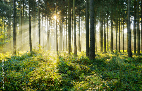 Fichtenwald im warmen Licht der Morgensonne © AVTG