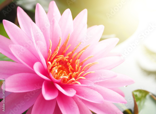 Beautiful lotus flower, lily water 