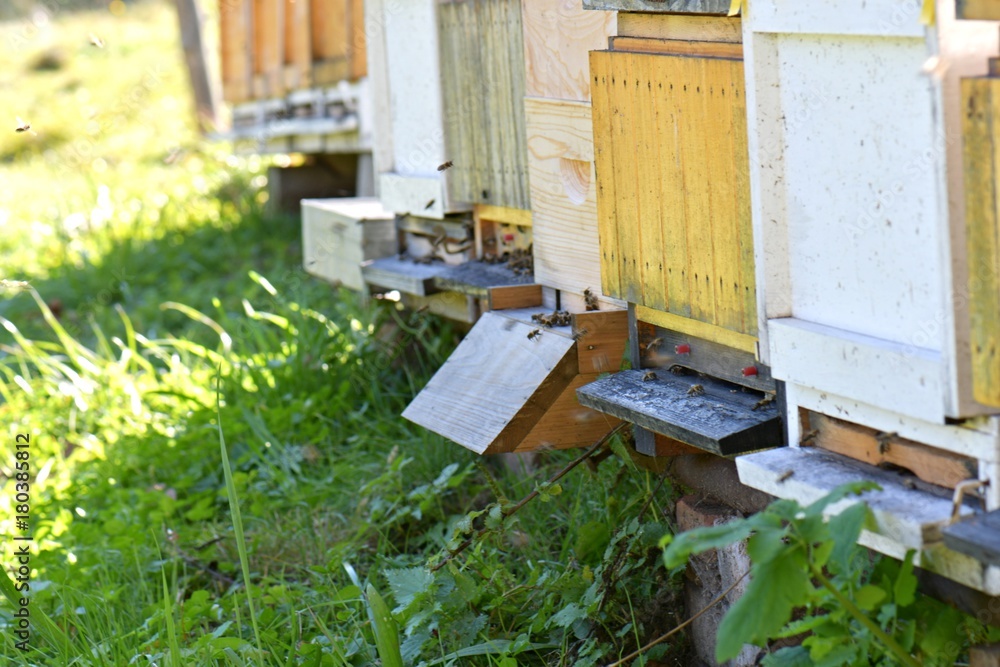 Honeybee hives (Apis mellifera). Honeybee hives (Apis mellifera).