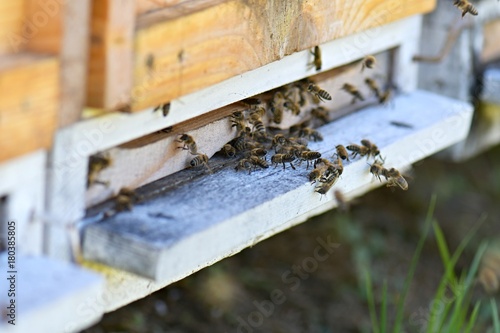 Honeybee hives (Apis mellifera)