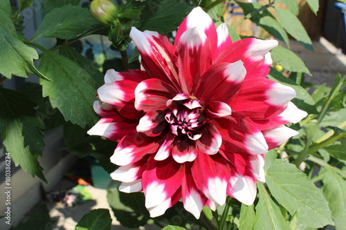 White tipped red decorative dahlia flower photo