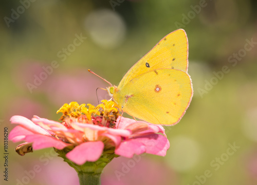 Ventral view of a Clouded Sulphur butterfly feeding on a pink Zinnia