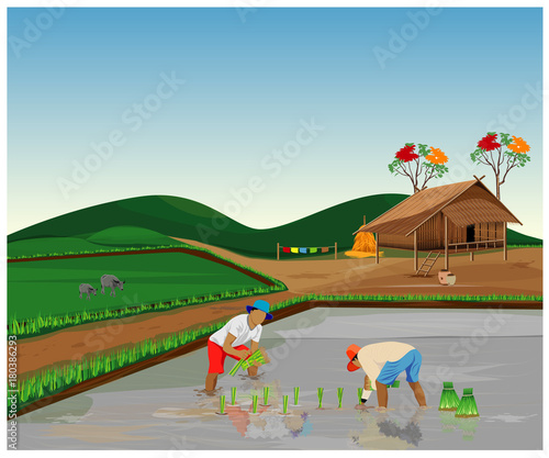 farmer transplant rice seeding in paddy field vector design