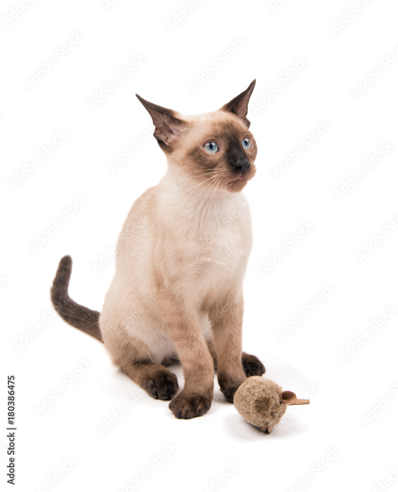 Young Siamese cat sitting with a toy looking up, on white