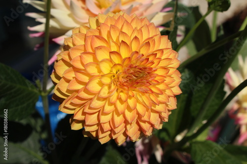Fototapeta Naklejka Na Ścianę i Meble -  Yellow ball dahlia flower
