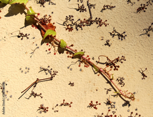 Ivy hedera helix branch with leaves and fragments of roots on a vertical wall surface