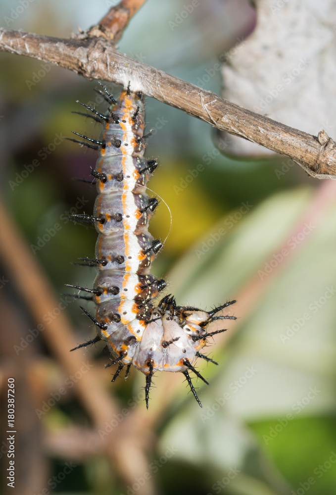 Fototapeta premium Gulf Fritillary caterpillar hanging down in J-formation, ready to start pupating
