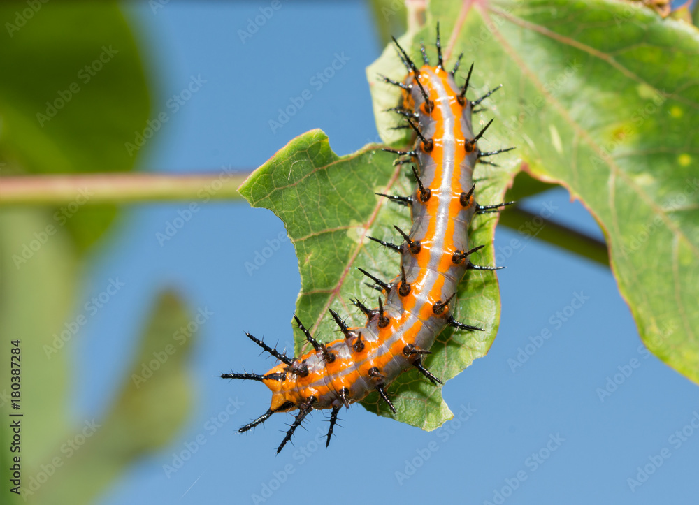 Fototapeta premium Dorsal view of Gulf Fritillary caterpillar on a Passionflower leaf