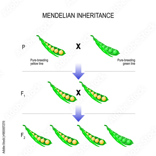 Mendelian inheritance. model of  Mendel's laws.