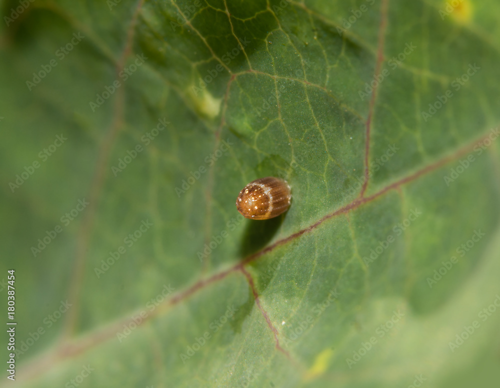 Fototapeta premium Gulf Fritillary butterfly egg on a Passionvine leaf