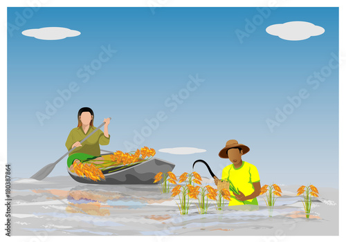 farmer harvest rice in a flood paddy field vector design