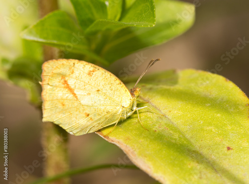 Small Mexican Yellow butterfly resting on a Zinnia leaf in fall garden photo