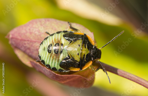 Fifth instar nymph of the Green Stink Bug, Chinavia halaris photo