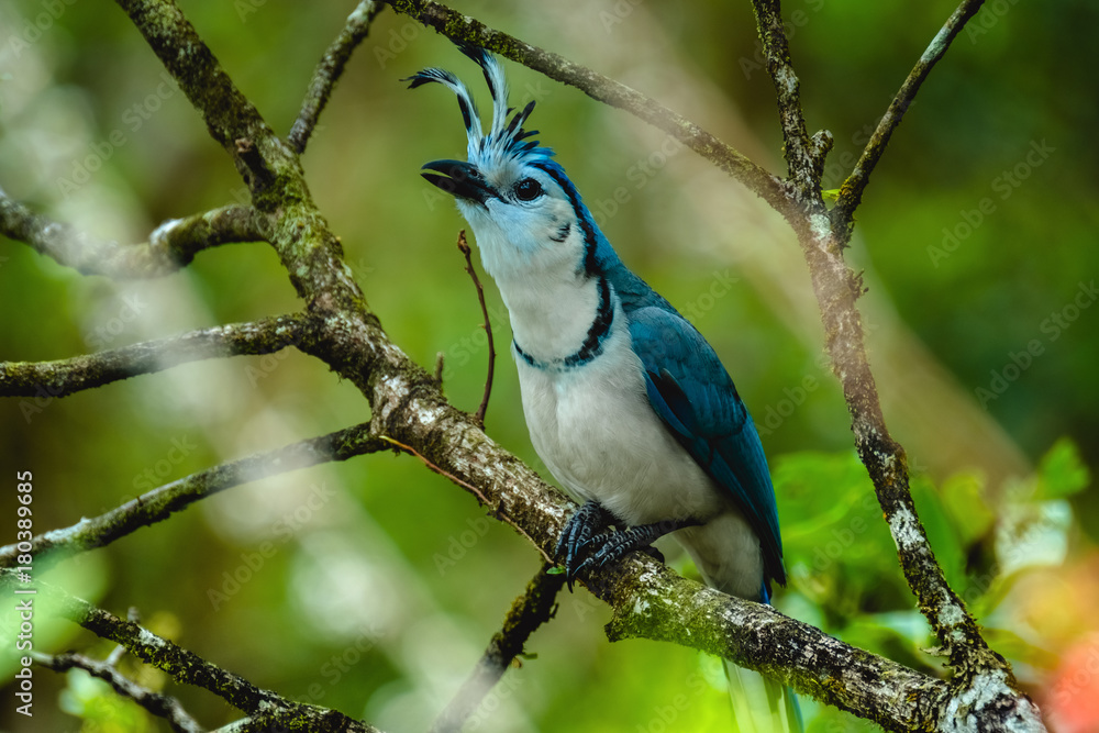 White throated magpie jay on the branch in the tropical forest White throated magpie jay on the branch in the tropical forest