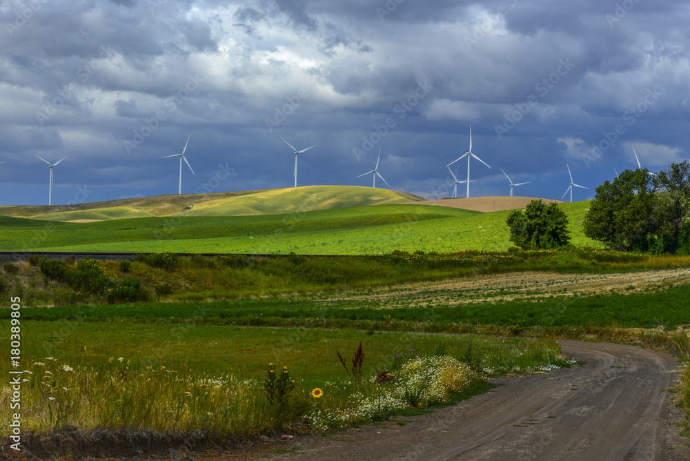 Wind, Wheat and Wildflowers in the Palouse of Washington State
