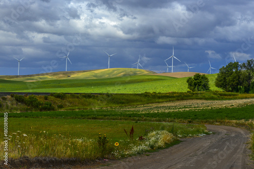 Wind, Wheat and Wildflowers in the Palouse of Washington State