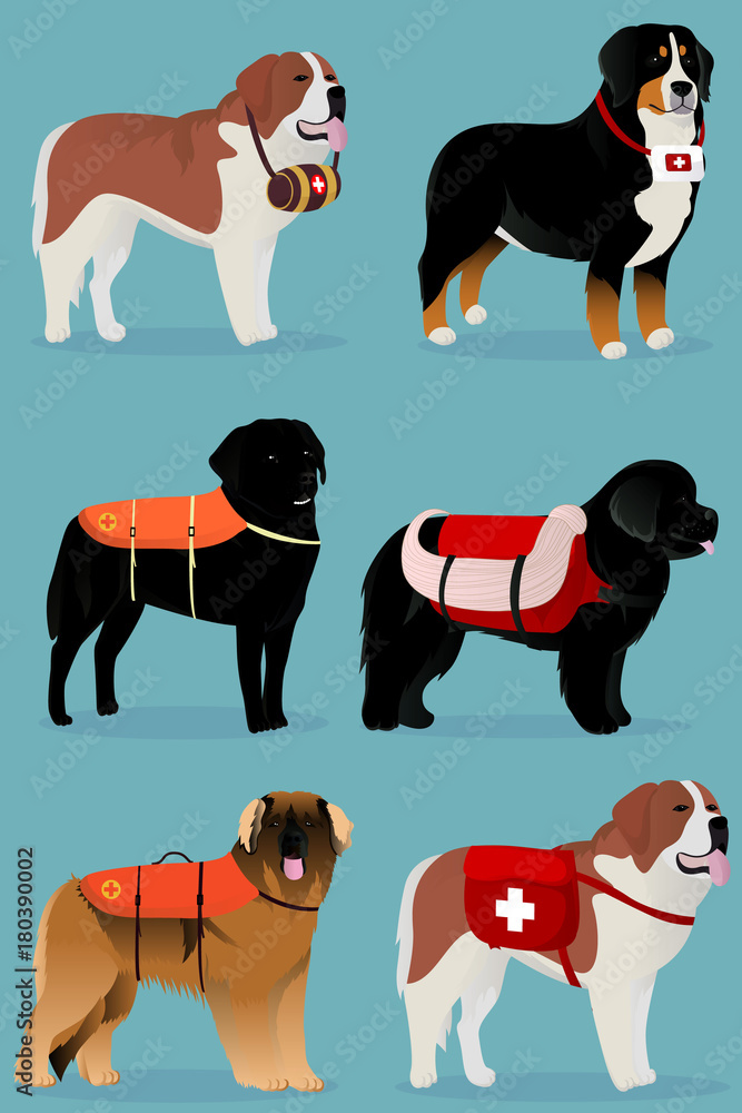 Set of dogs rescuers