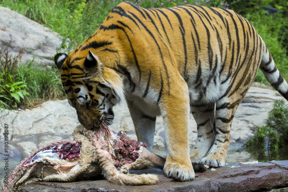 Tiger devouring its prey
