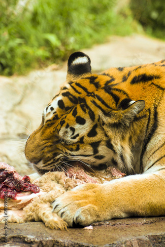 Tiger devouring its prey