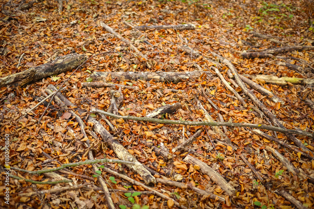 Branches on ground in forest