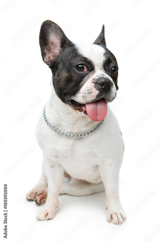 french bulldog dog isolated on white background