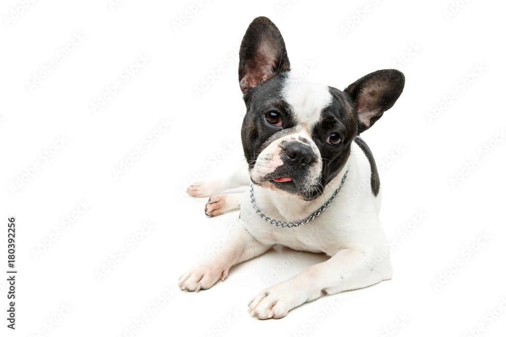 french bulldog dog isolated on white background